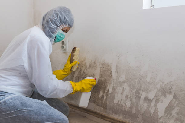 Best Mold Odor Removal Services  in Lordstown, OH